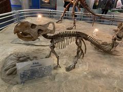 -国家自然博物馆