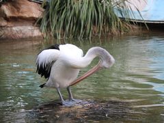 -费瑟代尔野生动物园