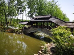 -合肥滨湖国家森林公园