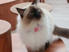 -有猫主题·治愈系猫咖(曾厝垵店)