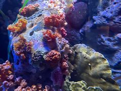 -暹罗海洋世界