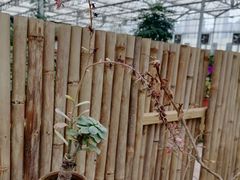 -三圣花乡旅游区