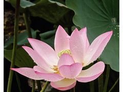 -荔湾湖公园