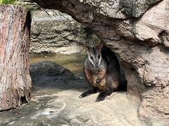 -可伦宾野生动物保护区
