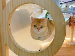 -COLOR PETS 撸猫馆·购猫·猫咖(长风大悦城店)