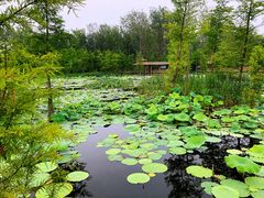 -溱湖国家湿地公园