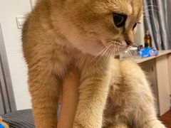 -瑞派·关忠动物医院·猫专科·犬专科(三环新城店)