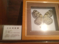 16.2-上海大自然野生昆虫馆