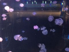 -石家庄极地海洋世界