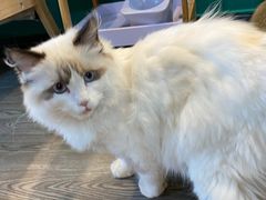 -猫十亿·布偶金渐层·曼基康矮脚猫舍(青年路店)