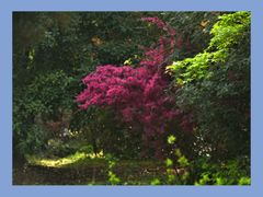 -上海共青森林公园