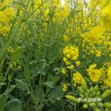 田字格局，一亩接一亩，到外都是。这个季节油菜花开的真快