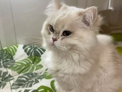 -青奢宠物·青奢猫舍