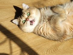-滚猫咖啡·猫咖·猫友好撸猫(未来城店)