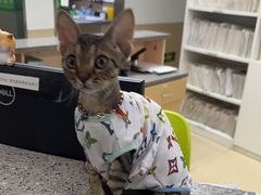 -爱侣宠医·鹦鹉专科·小型哺乳类·异宠专科(灵石路店)