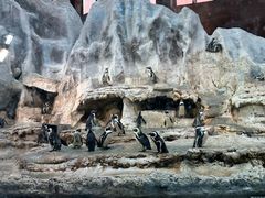 -帝企鹅自助餐厅•儿童岛•真企鹅(长隆企鹅酒店)