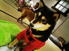 -逗柴咖啡屋·狗咖猫咖宠物桌游