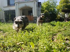 -翊宠yipet猫狗购宠庄园犬舍•猫舍