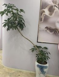 -紫琪尔胸部养护中心