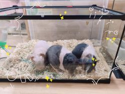 -Moni星球萌宠·小马宝莉·灵蛇·高端高阶全萌宠互动体验俱乐部(红豆国际广场店)
