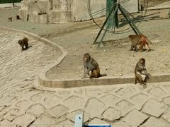 -哈尔滨北方森林动物园