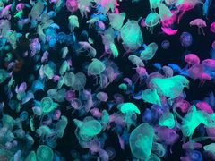 -珠海长隆海洋王国