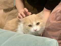 -袖虎·猫馆(体育西路店)