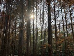 -桤木河湿地公园