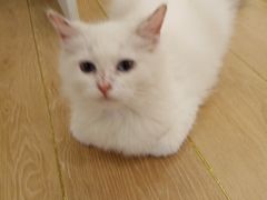 -猫域·湾主题猫咖·宠物吧(南坪城市广场店)