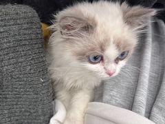 -有喵·猫咖·狗咖·30几只猫10只小狗(岗厦店)