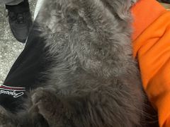-喵zoo家庭繁育猫舍(尖东智能花园店)