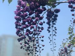-嘉定紫藤园