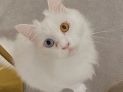 -飞行喵MR PILOT|猫舍·猫咖(静安大融城店)