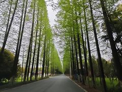 -上海长兴岛郊野公园