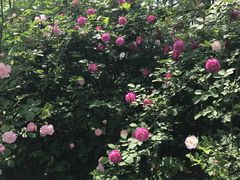 -白鹭湾湿地公园