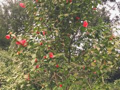 -西湖外事游船(花港观鱼码头)