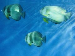 -北戴河圣蓝海洋公园