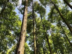 -山王坪喀斯特国家生态公园