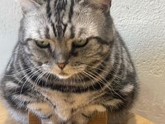 -藏猫猫咖啡主题馆(中央大道店)