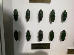 -上海昆虫博物馆