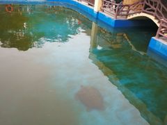 -广东惠东海龟国家级自然保护区