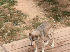 -大连森林动物园