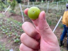 -梧桐山风景名胜区