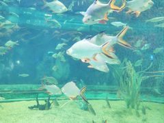 -芜湖新华联大白鲸海洋公园