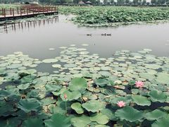 -白洋淀锅里口灶台鱼