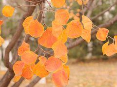 景点-永定河休闲森林公园