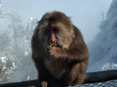 -峨眉山风景名胜区