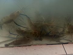 -芭提雅Amporn Seafood自助餐厅