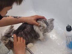 -momokira米努特·德文卷毛猫·棉花面纱犬
