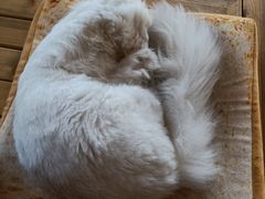 -猫的茶·猫咖